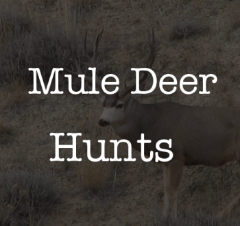 Mule deer hunts