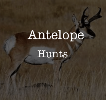 antelope hunts